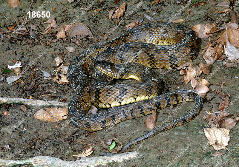 Diamondback Watersnake (Nerodia rhombifer)